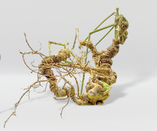 Củ Sâm Ngọc Linh Tươi