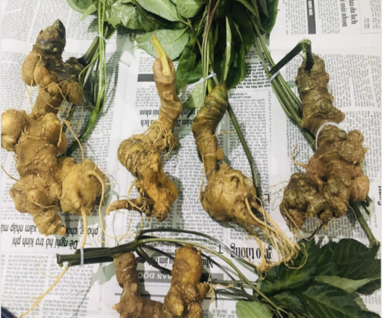 Sâm Ngọc Linh bán thiên nhiên 12-15 năm tuổi (loại 5 củ 1 kg)