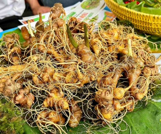 Sâm Ngọc linh củ tươi (Loại 2)